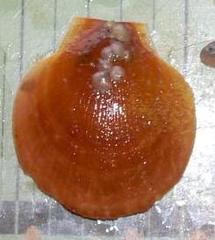 Placopecten magellanicus