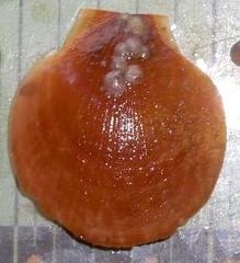 Placopecten magellanicus