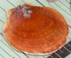 Placopecten magellanicus