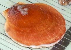 Placopecten magellanicus