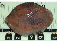 Cucumaria frondosa