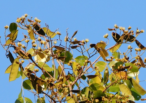 Julbernardia paniculata image