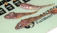 Moustache Sculpin photo 3