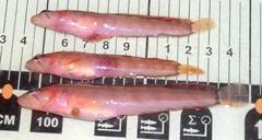 Ulvaria subbifurcata