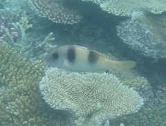 Parupeneus crassilabris