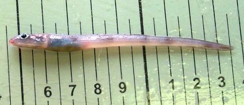 Wolf eelpout (Lycenchelys verrillii) — Zoarcidae — 3