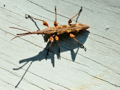 Lasiorhynchus barbicornis