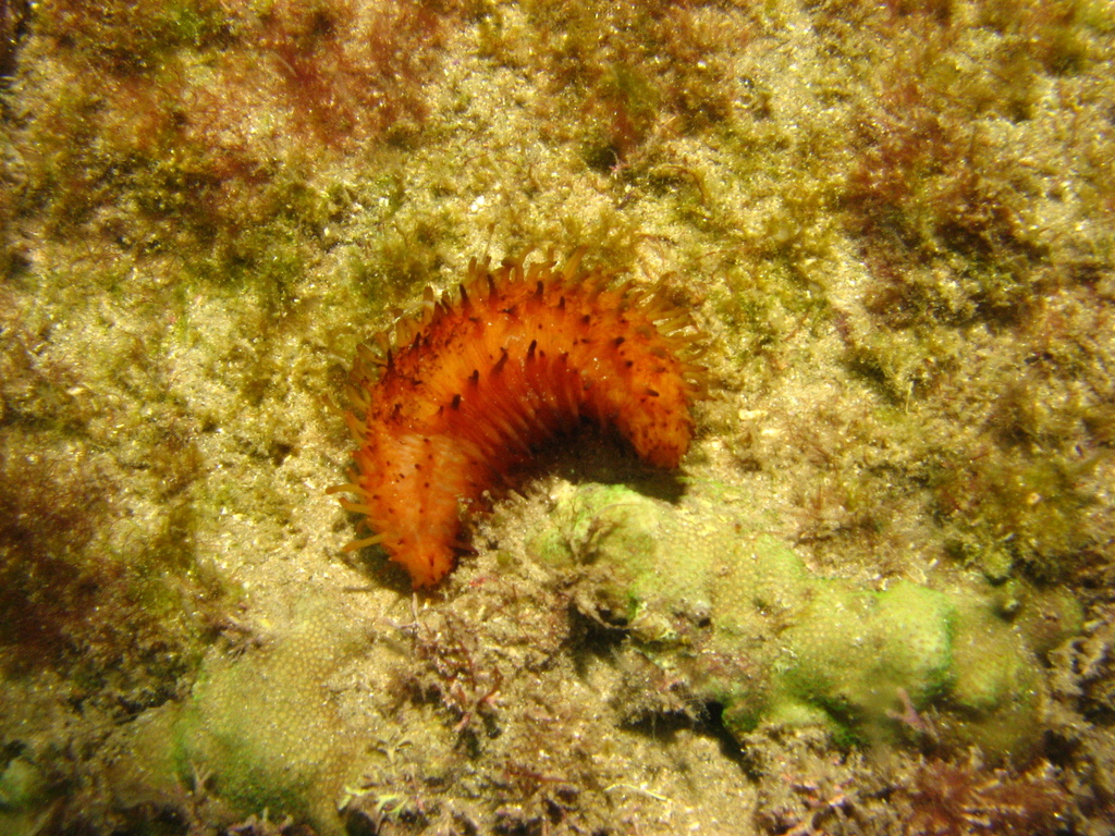Labidodemas maccullochi