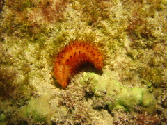 Image of Labidodemas maccullochi