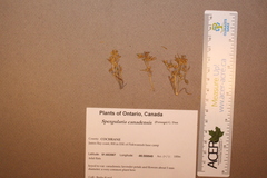 Spergularia canadensis