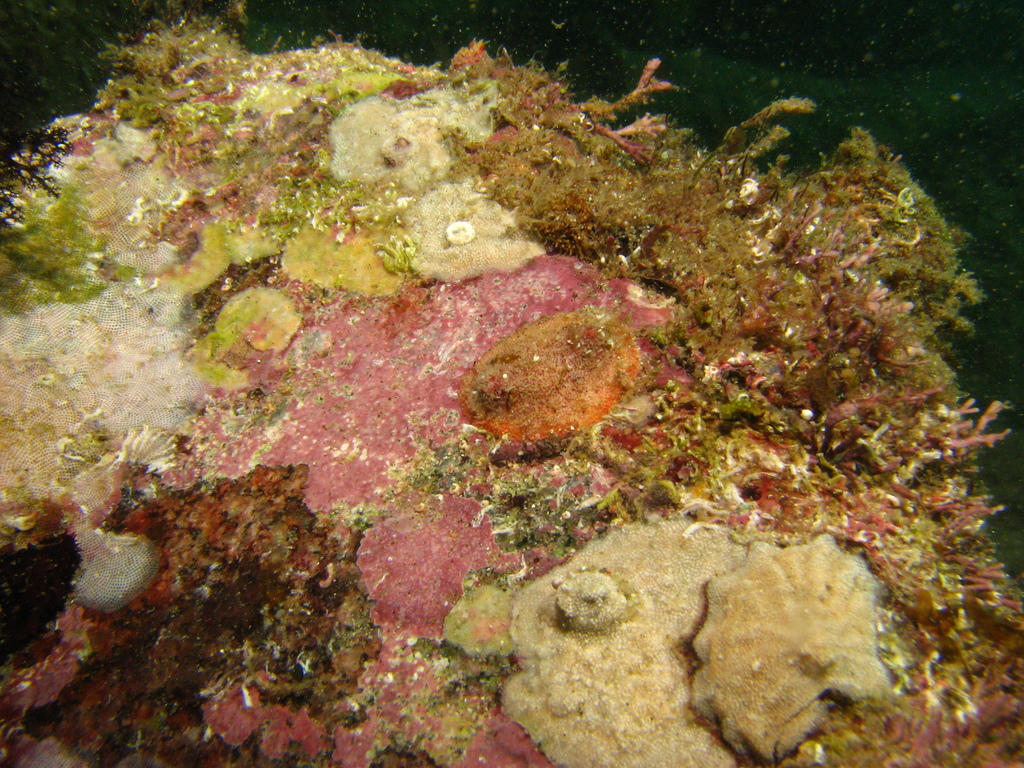 Lissothuria imbricata