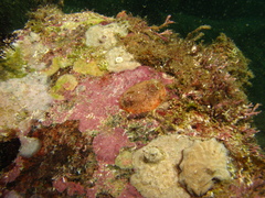 Lissothuria imbricata