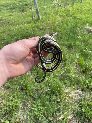 Plains Garter Snake