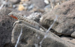 Microlophus barringtonensis