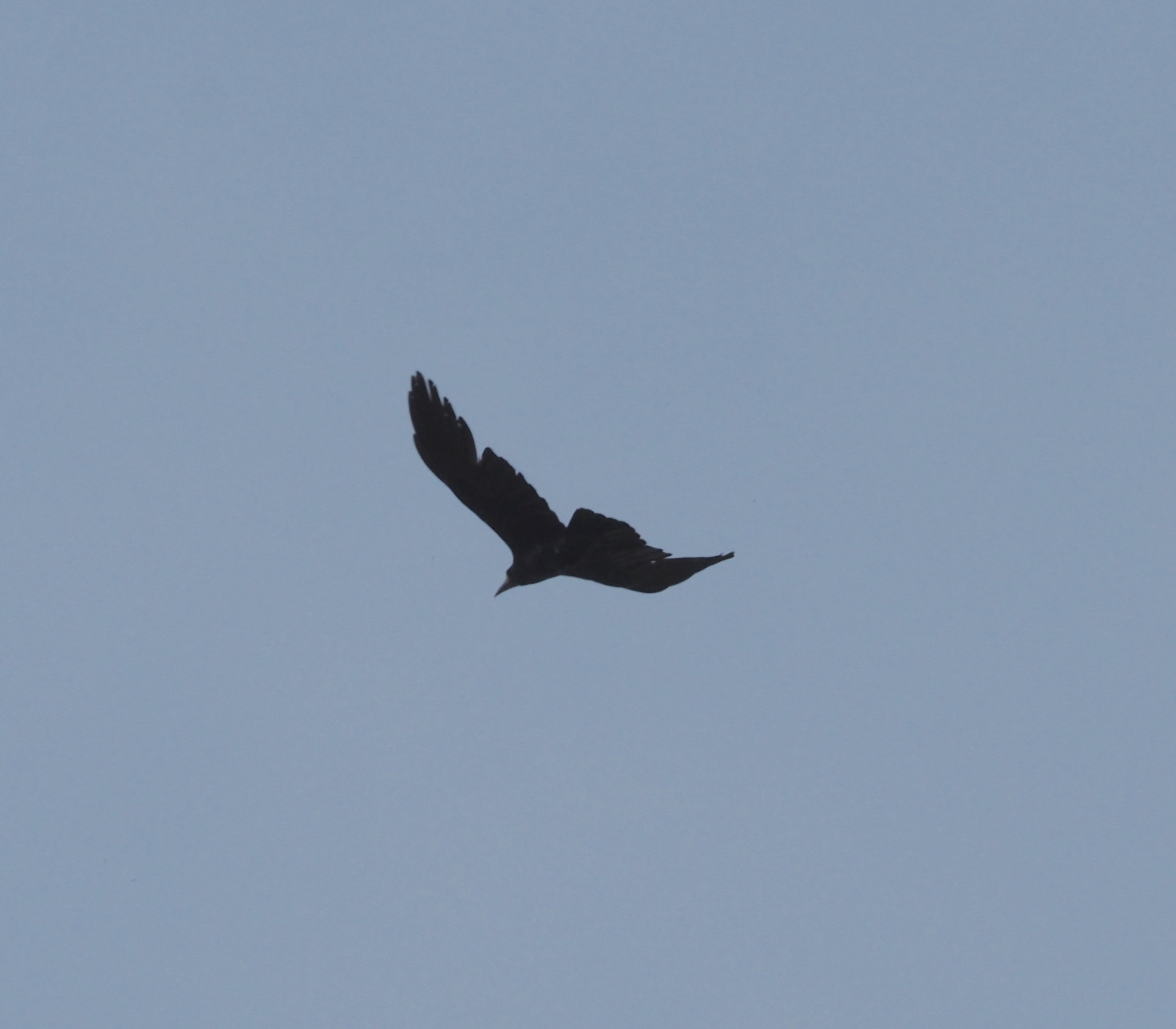 Rook