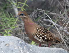 Zenaida galapagoensis