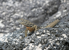 Microlophus barringtonensis