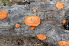 Pycnoporus sanguineus image