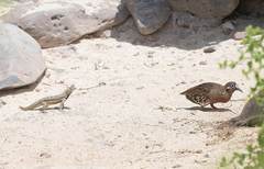 Zenaida galapagoensis