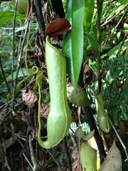 Nepenthes distillatoria