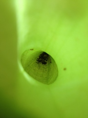 Nepenthes distillatoria