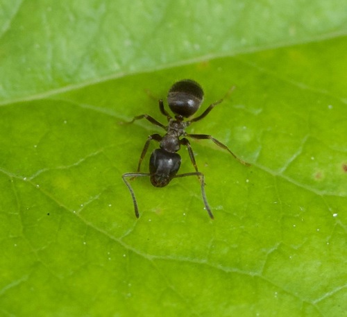 Lasius japonicus photo 5