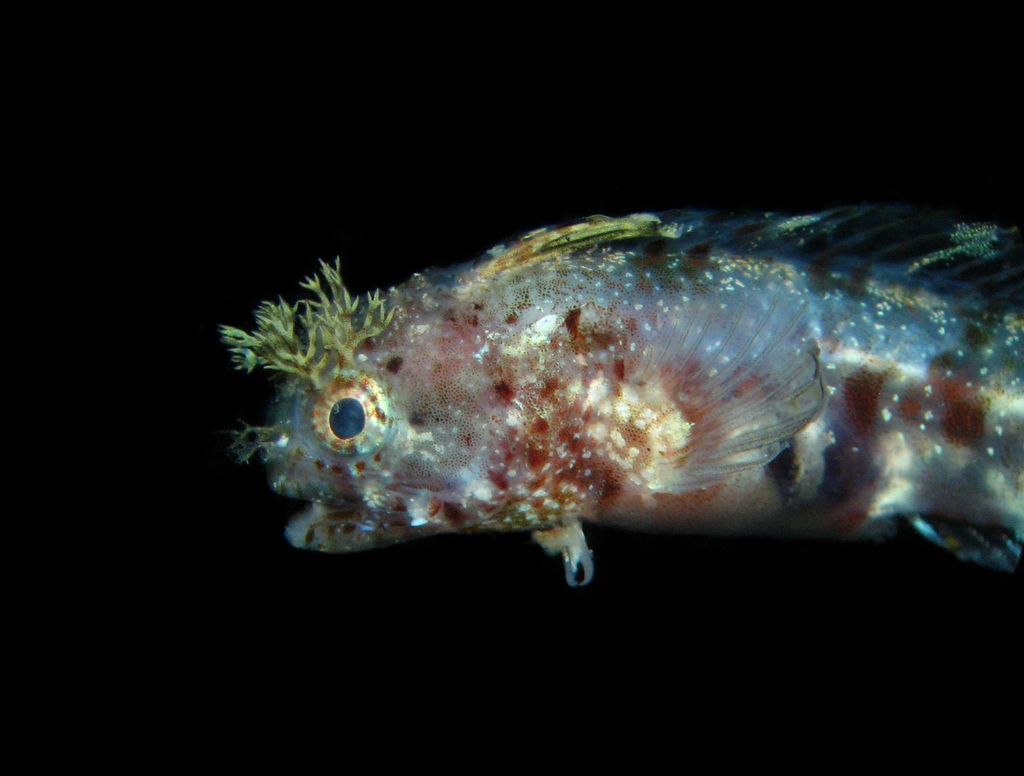 Twohorn blenny (Protemblemaria bicirrus) — Chaenopsidae