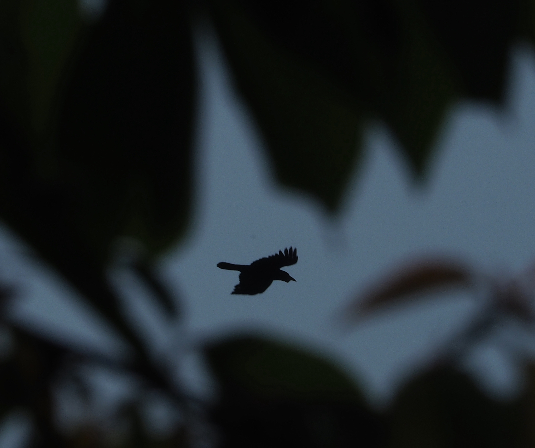 Rook