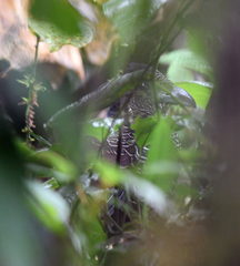 Neomorphus radiolosus