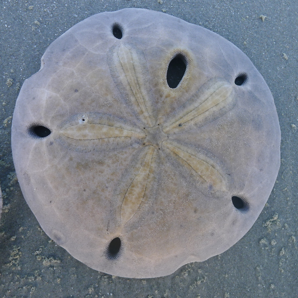 Encope micropora