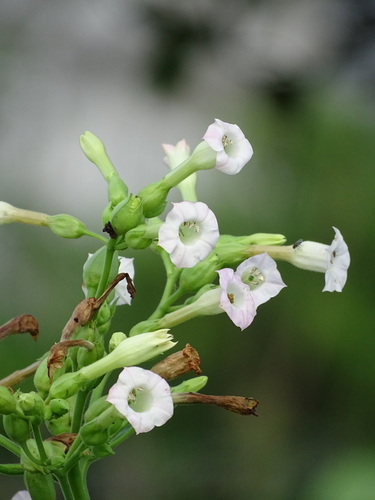 Nicotiana tabacum