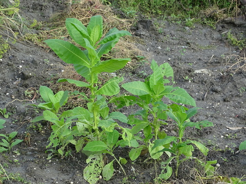 Nicotiana tabacum