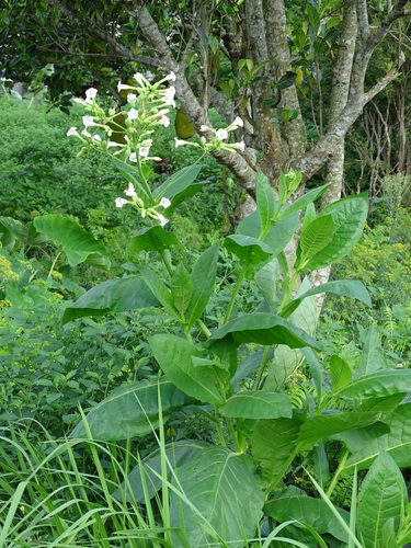 Nicotiana tabacum