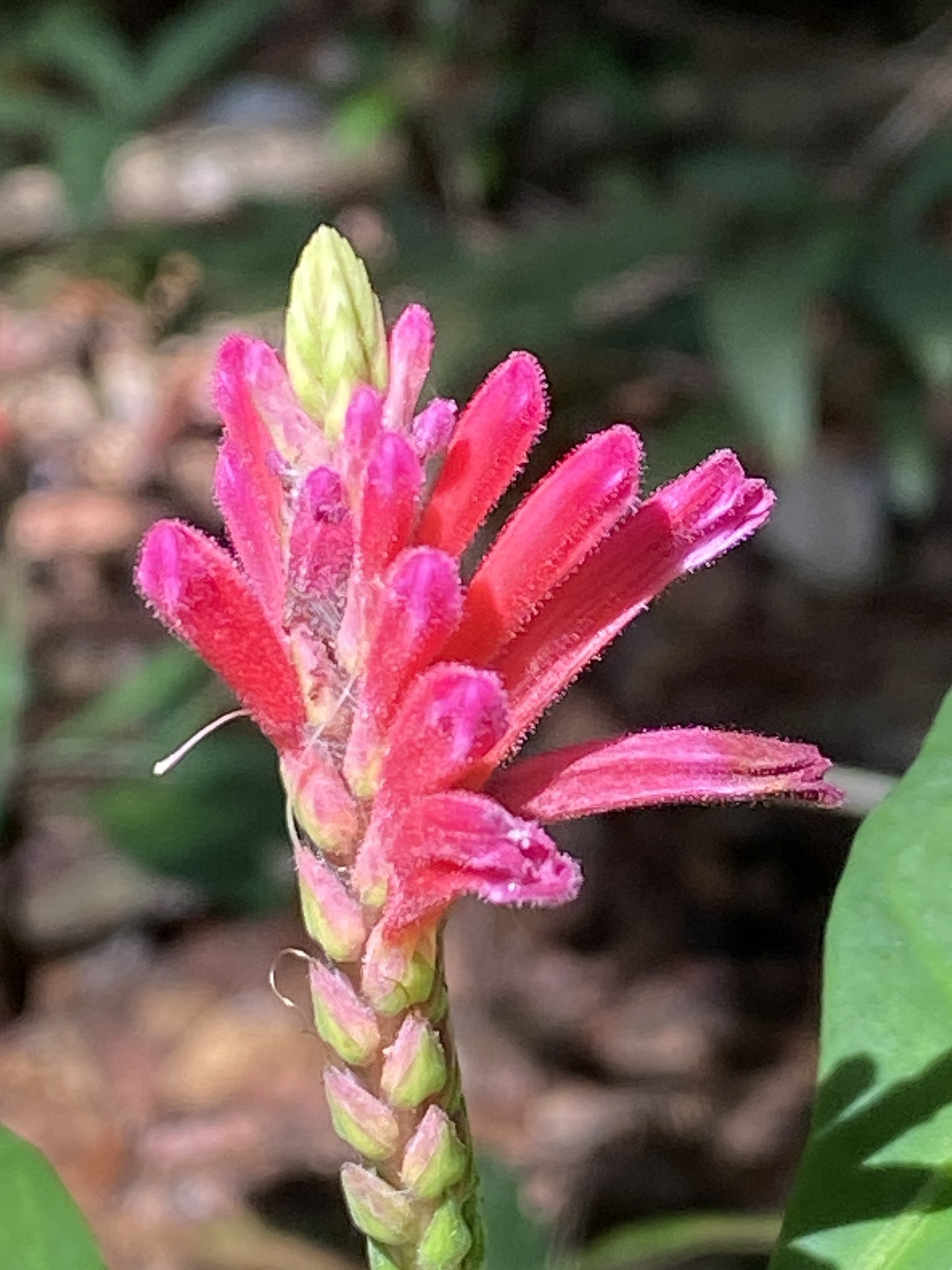 Aphelandra harleyi Wassh.