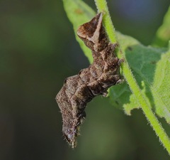 Condica albigera
