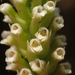 Bottlebrush Orchid - Photo no rights reserved, uploaded by 葉子