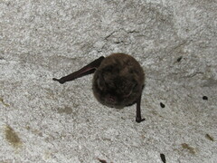 Yellowish Myotis photo 4