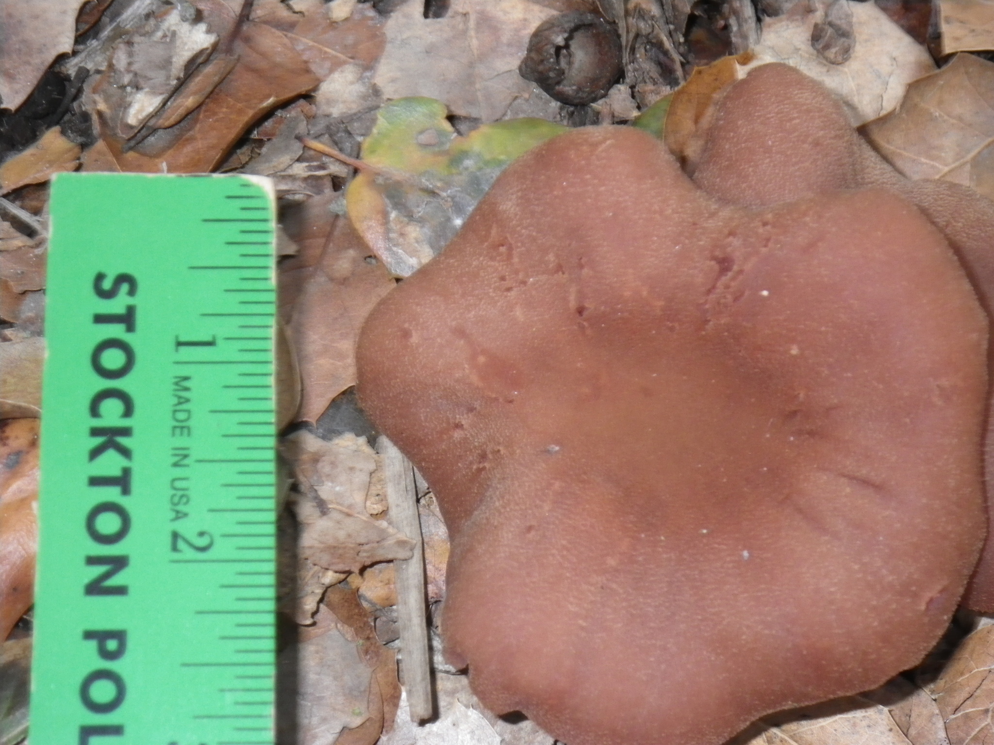 Laccaria amethysteo-occidentalis image