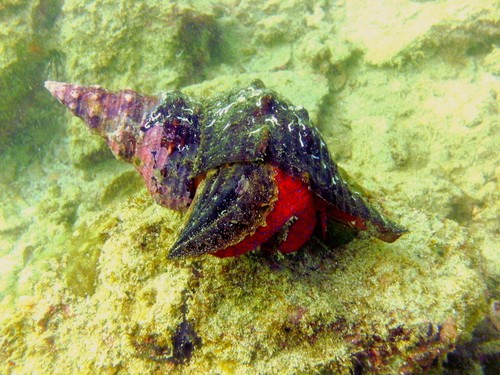 Panamanian Tulip Snail