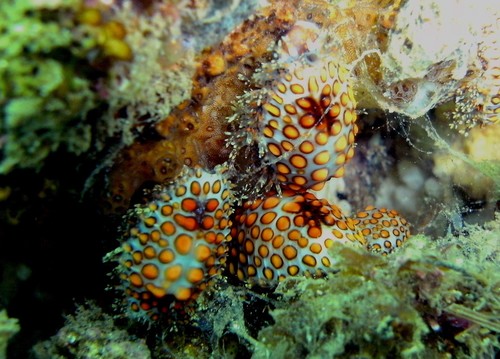 Jenner's cowry