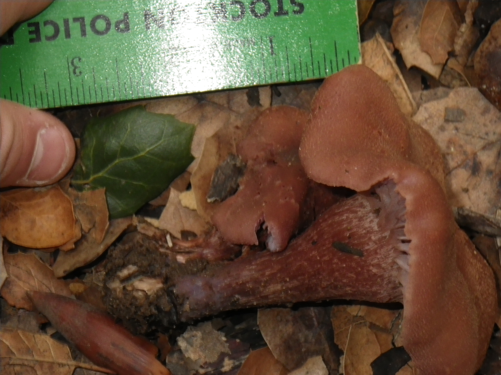 Laccaria amethysteo-occidentalis image