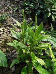 Goodyera procera
