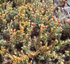 Lepidothamnus laxifolius