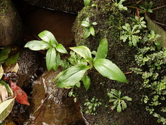 Goodyera procera