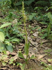 Goodyera procera