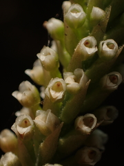 Goodyera procera