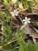 Bluntleaf Sandwort - Photo (c) Bob, some rights reserved (CC BY), uploaded by Bob