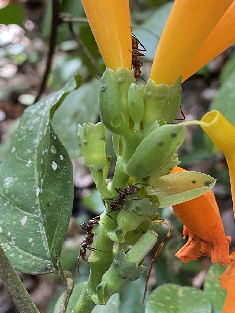 Adenocalymma aurantiacum
