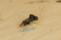 Pycnoderes
