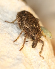 Listroderes difficilis